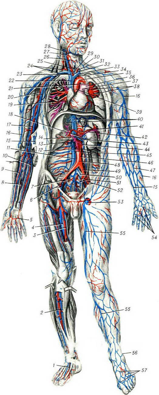 кровеносные сосуды человека схема